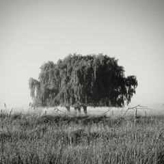 Oak Tree