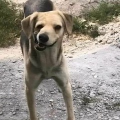 gió lạc đường đi theo cơn nắng lạc đường?????