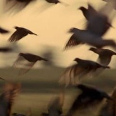 سورة الرحمن | ياسر الدوسري