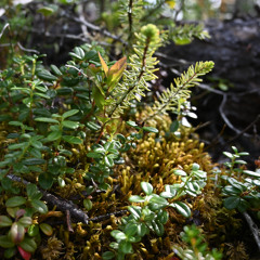 Soil Soundscapes - Forest Soil