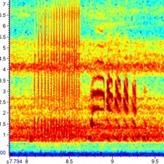 Lesser Nighthawk - May 12 (1:05am)