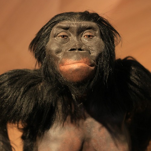 Ketómetro 2 - Evolución y contexto