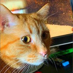 meowveryday_20211114