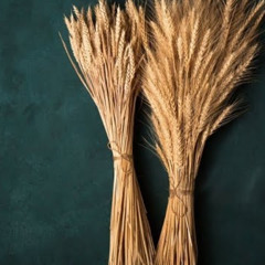 "TWO SHEAVES STOOD IN A FIELD" - JUNE 27, 2025