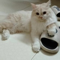 Không biết gì hết...thật mà.... - quạt.