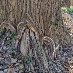 06 - A Lone Ash Remembering