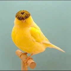 Oliver Tree - No More (ft. Nvdes)