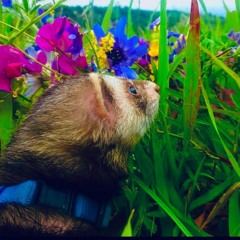 Acid-Ferret