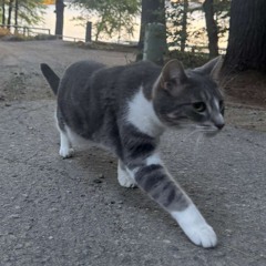 Been a Son - acoustic