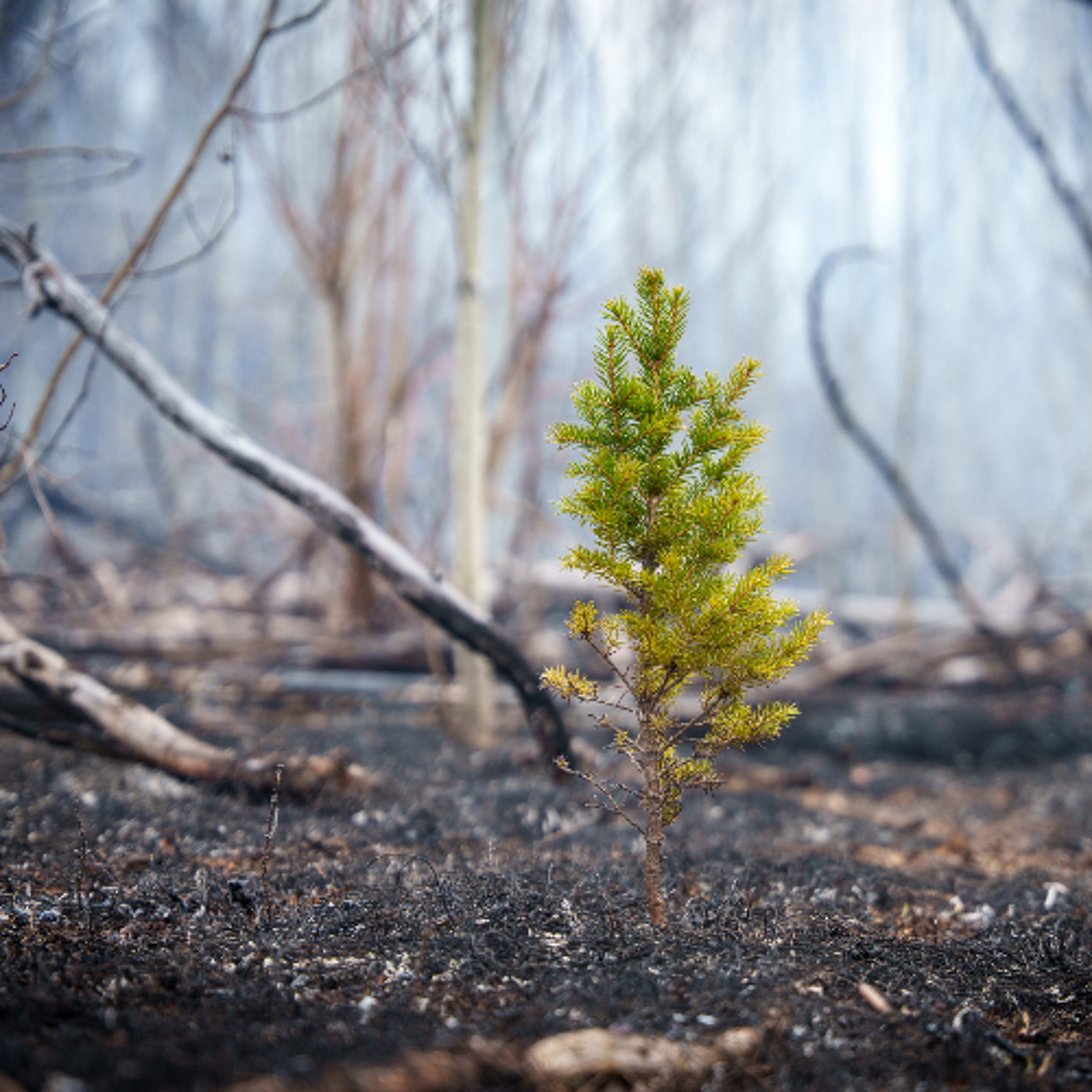 Indigenous Peoples are more protective of forests and biodiversity, study finds episode artwork