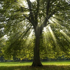 The Leaves Dance As They Will