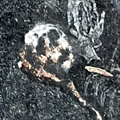 Remembering the Children of Sisak (01:03:2026)