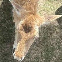 OMAR the donkey 🐴