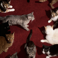 Cartizze - Cats
