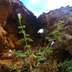 LIQA_-_Naeem_Dilpul_-_Mubarak_Qazi