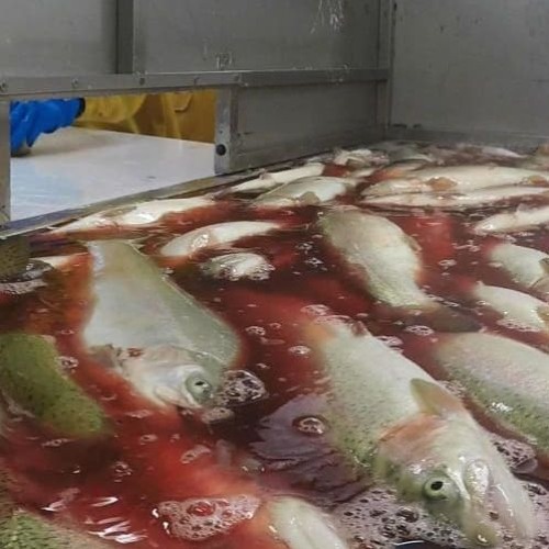屍の海