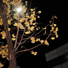 141004_Autumn Leaves