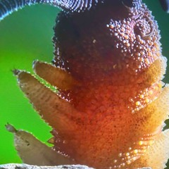 Exile Suit (new demo)