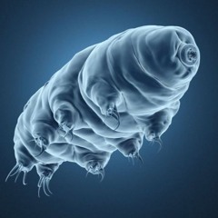 Tardigrade