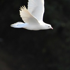 Holy Spirit Fill Me Up