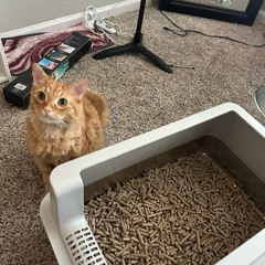 Litter box