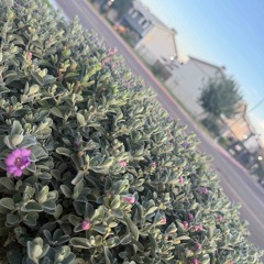 To My Lover Girl 🫂🤍