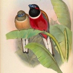 Andor @ Waldgang 2018