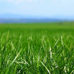 Green Green Grass - Full Arrangement