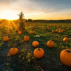 PUMPKIN PATCH