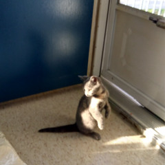 Moo Moo I Love Yah Freestyle