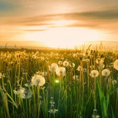 Prairie Dreams - COMBSTEAD / Robert Grigg