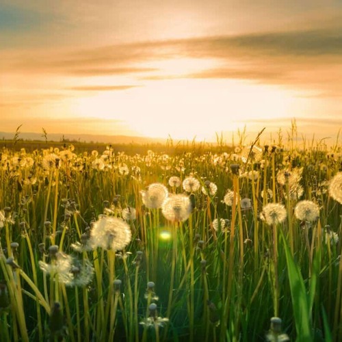 Prairie Dreams - COMBSTEAD / Robert Grigg