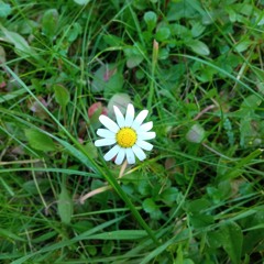 gnily - tulip (demo)