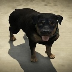 Big Dog