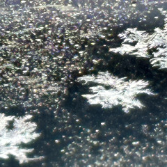 Ice Flowers And Candleberries