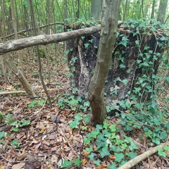 Ants In a Log