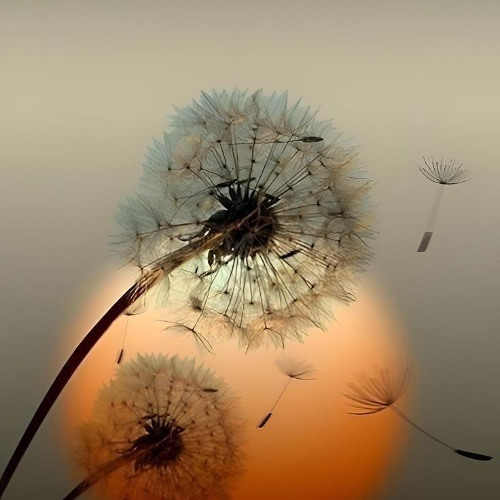 زواج الصالونات واختيار شريك الحياة | الزواج والبيت | د. أحمد سيف الإسلام