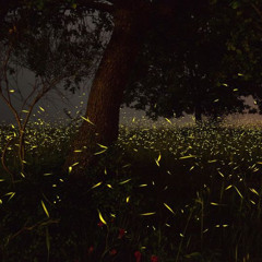 Firefly