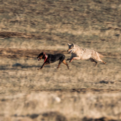 Predator Pros Episode 90: Spring Coyote Hunting with Colten Gillum of Wyoming Predator Hunts