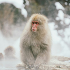 macaque apotheosis