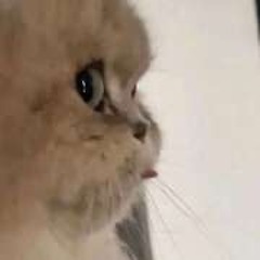 ÔM TRỌN NỖI NHỚ ( LOFI VER. )
