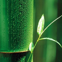 Test 1 - Cam 13 - adapted by Mr.Bi