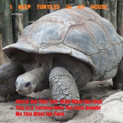 Check Out This Turt- Wait What The Fuck This Is A Tortoise Who The Fuck Bought Me This What The Fuck