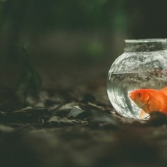 04 QUARANTINE - Lifetime