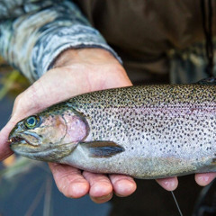 Summer Camp & Growing Trout