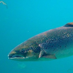 The End of the Line Episode 2: The King of Fish