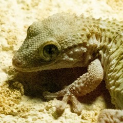 My Gecko Friend