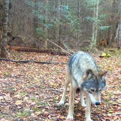 I want your body... NOW