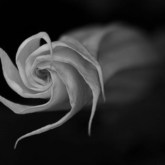 Datura