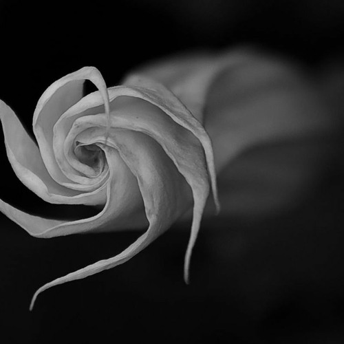 Datura